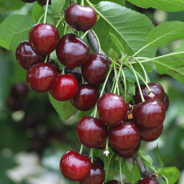 prunus carmine jewel